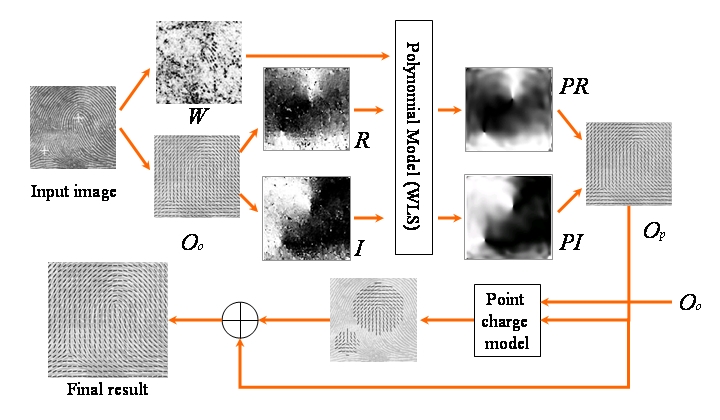 orientation field modeling